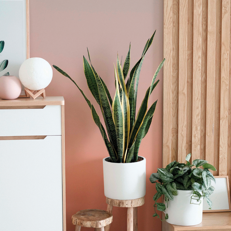 YVONNE taupe et rose